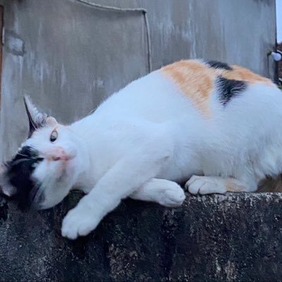 0xTharo's profile picture. if you can’t hold you won't be rich | lạy các cụ cho con giàu ú ụ! 💸💰 | b*y meme at @four_meme_ and pray 😂