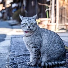 asher_callum0's profile picture. 私の名前は中村 崇です。ここに新しく来ました。
東京出身です。