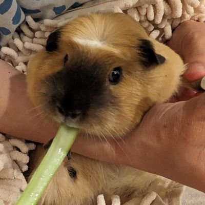 4jigenshiteiC's profile picture. ゲームや遊技機の映像を作っています。イベントシーンを作りながら、リギング、ツール開発、パイプライン構築、ライティングなど何でも屋。MAYA&Python、houdiniを使います。映画・特撮好き。最近、アクションのワークショップに通ってます。