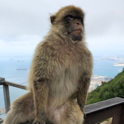 JMTravassos's profile picture. Crypto believer. Nature lover. #Benfica. #Strongbox. $Dog
