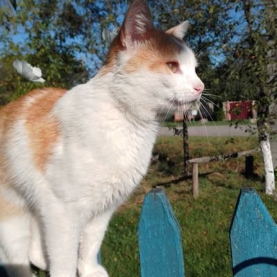lila_sereda's profile picture. 