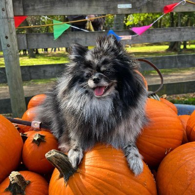 CooperRose1212's profile picture. ☀️𝐻𝑎𝑝𝑝𝑦 𝑚𝑜𝑚𝑒𝑛𝑡 ᵔ◡ᵔ
“When the sun rises, forget all the unhappiness of yesterday”