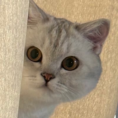 dora0031101_d's profile picture. 门槛🚪199/520/888/1米75/bbw/21岁 胸围90f/臀围130/腰围80/ brat 全国✈️ 唯一小号（@kaka0031101 ）