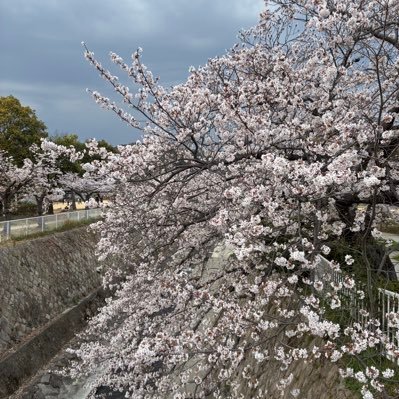 shigekichi3789's profile picture. 全てはかけがえのないもの、言葉でしか知らなかったこと。