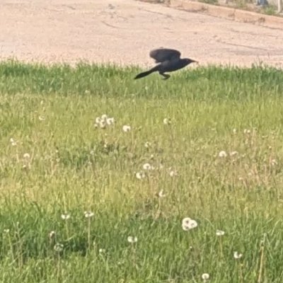 Nicholas9455's profile picture. 