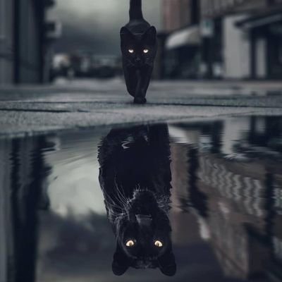 selassie722's profile picture. Hunter