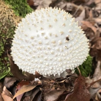 メガオーガさんのプロフィール画像