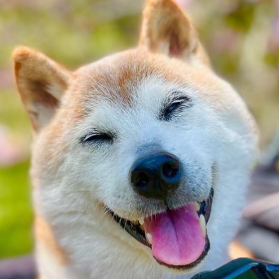 PhongDu58049838's profile picture. https://t.co/jSojR4SxXw…