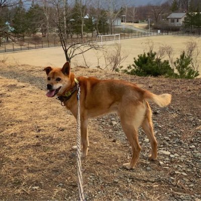 tadaima11's profile picture. 