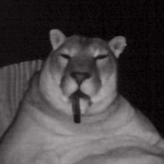 Vroick777's profile picture. širdis kaip arklio, kotas kaip arklio.