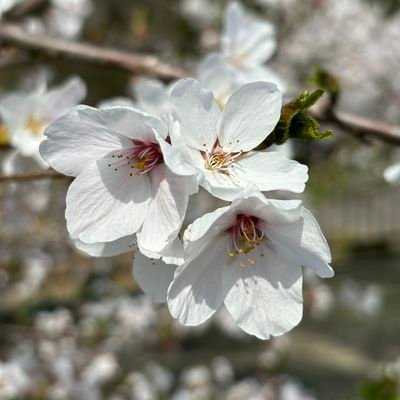 VbnkVHbUxg91673's profile picture. 大阪市内にすんでます！p活垢