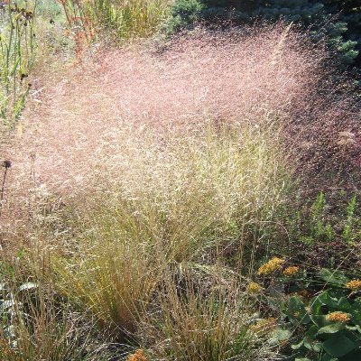 woleisile's profile picture. ぼやき、近況、植物のこと、スポーツ嫌い、オリンピック気持ち悪い、偏向報道と世論誘導するマスコミいらない