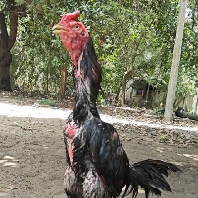 diliprojer30's profile picture. 