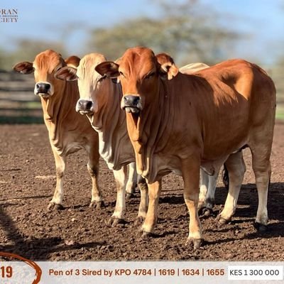 Larpei1's profile picture. THE SAVANNAH /PLAINLAND

(SIRUAI NAAMEJ KIMAA)