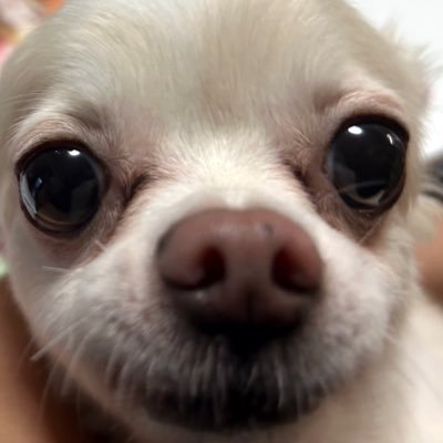 moon__mimiko's profile picture. 雑多垢なので今アツい！と思っていることを呟きます。好きジャンル。スターフォックス、タソガレドキ、ゴジュウジャー。余裕で3次元にも目覚めた。馬場さん……………