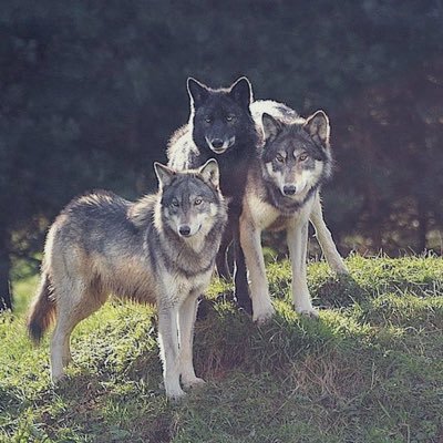 TheHimboHybrids's profile picture. Malraux Heirs. Hector and Peter’s princes. |Gay|Poly|RP|21+|.