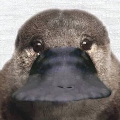 Nanbaaaaaaaa3's profile picture. 