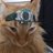 seabuncake's profile image