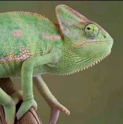 Halex__Dgaf's profile picture. 