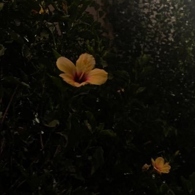 النّـور.