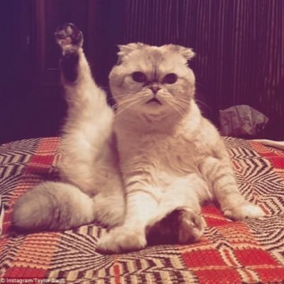 meliaswift13's profile picture. Santa Clara N1 | Singapore N2 | London N3 | Vancouver N3