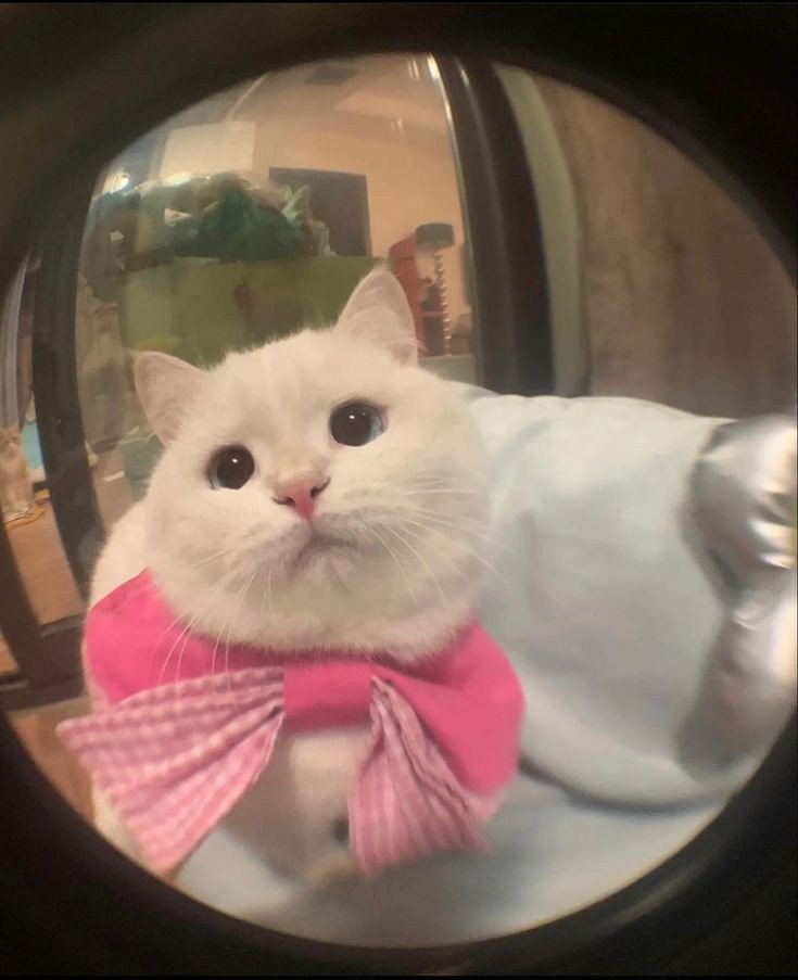 gffjaemnoa's profile picture. 