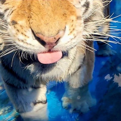 chainsaw_1017's profile picture. MAGNA b: @knuckleguard