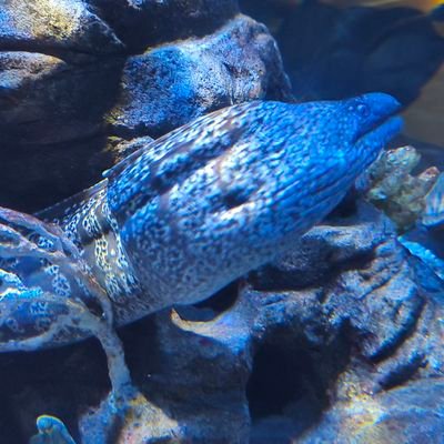 p_s_espe's profile picture. We can only see a short distance ahead, but we can see plenty there that needs to be done. - Alan M. Turing