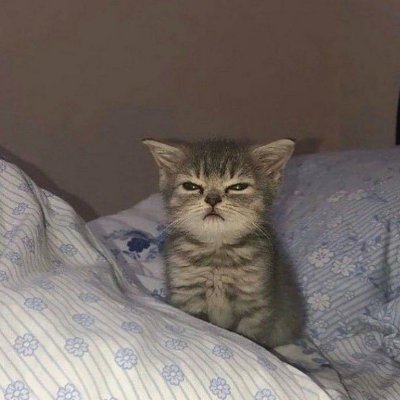 catlovers9998's profile picture. 