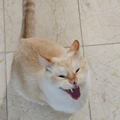 sadchellah's profile picture. I mix music where no one can hear me, and I'm having fun arguing with a 25 year old farm truck.