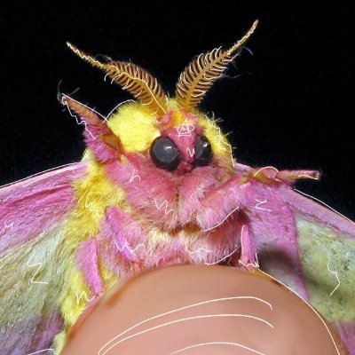 h3zNika's profile picture. hi im h3zNika