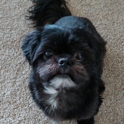 SolomonKing17's profile picture. Conservative Christian Anti-Commie USAF Veteran No DMs