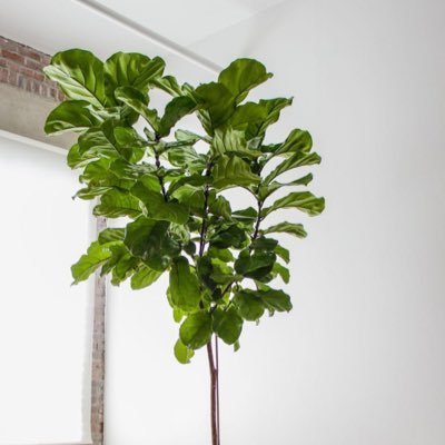 FiddleLeafdy's profile picture. 