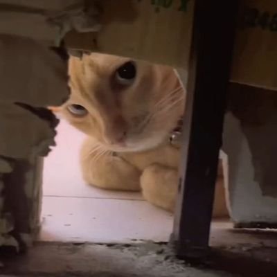 lenore26_'s profile picture. 