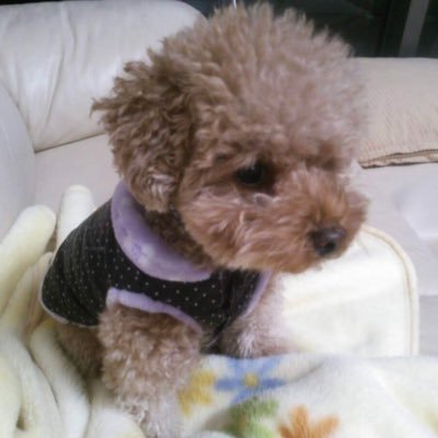 zutto_daisuki_k's profile picture. トイプーかりんと🐶2010.11月生まれの女の子🌻2024.10.13お空にお引越し🌈別垢から見ているだけでしたが1年経って可愛い子や頑張ってる子を応援したくて🐶アカウント作りました