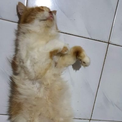 irpan19's profile picture. whenever you say,, it'll be fine...