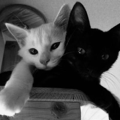 Lemontwist24's profile picture. 