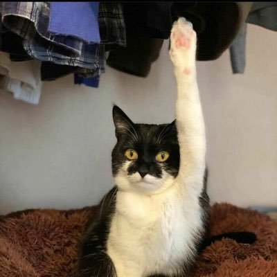 bleuefly's profile picture. 