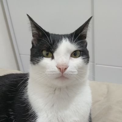 kekacastilhos's profile picture. elestaodiolhoemnois