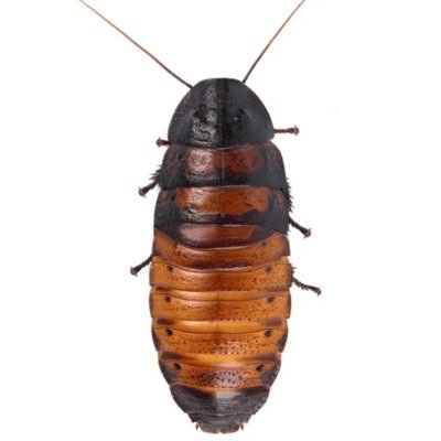 AbhorrentRoach's profile picture.