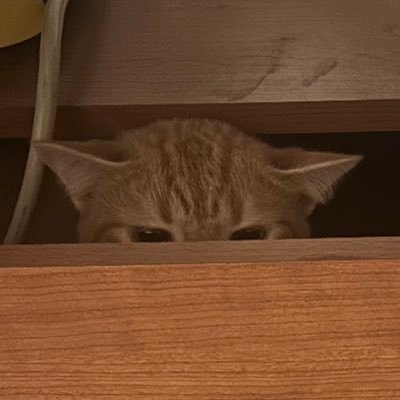 dyzcrypto's profile picture. 