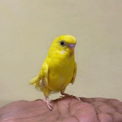 Money_tweet1118's profile picture. 株と仮想通貨を扱う黄色い鳥。勝てば官軍、負ければ養分。個別に質問回答しませぬ。