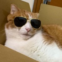 きなこ (@kinakoro111) 's Twitter Profile Photo