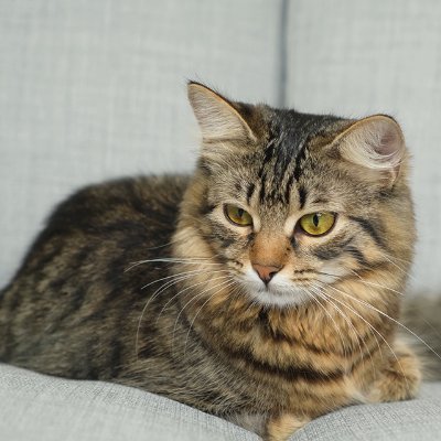 husain19821's profile picture. 