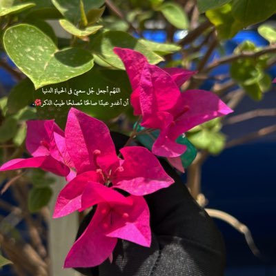 @whai_121