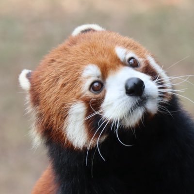 mashushu624's profile picture. 2025/6/5『image』The first day we met. 生駒ももちゃん推しです🟡imageさんはメンバーみんなステキなのです。※絶賛ももモチベ爆発中💨