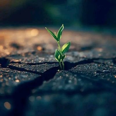 jabirIbrah35743's profile picture. 💹 DEX Trader | 📊 Crypto Advisor | 🎯 Airdrop Hunter
Educating, analyzing, and catching opportunities in the blockchain world 🌍
#Crypto | #DeFi | #Airdrops |
