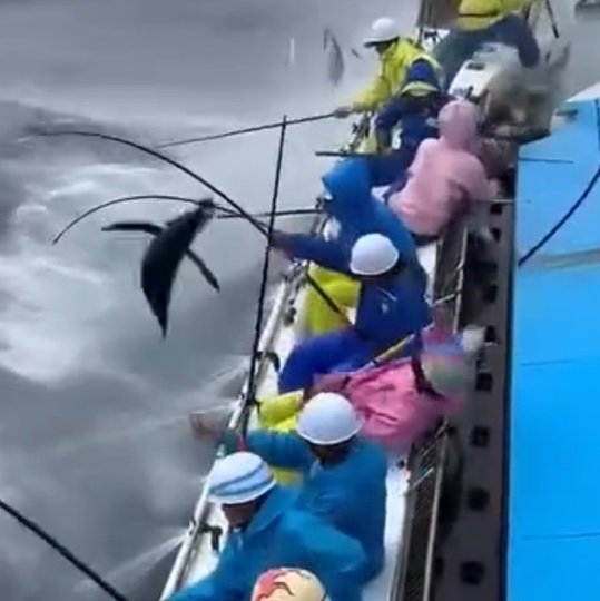 OMAETURISUGI01's profile picture. お前一門 お前釣りすぎwww