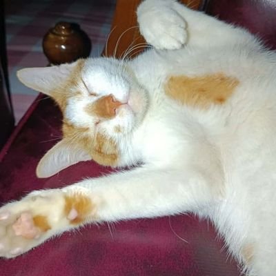 chinernmiya's profile picture. Good & Great

Nitrograph #CrunchieOG @CNPYNetwork