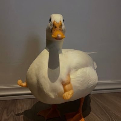 so_questoes_'s profile picture. O que um pato disse pro outro?  quack 💪🏻